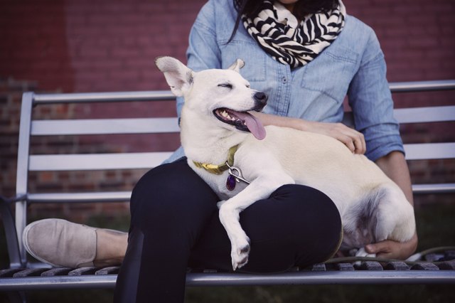 Low section of woman with dog sitting on bench against wall