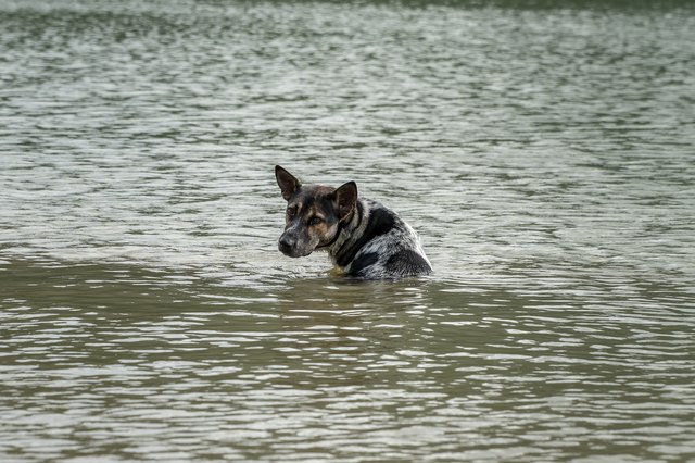 dog in flood water