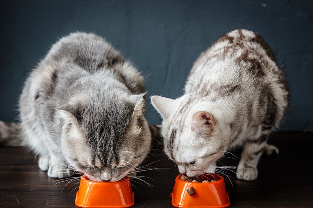 Two cats eating food