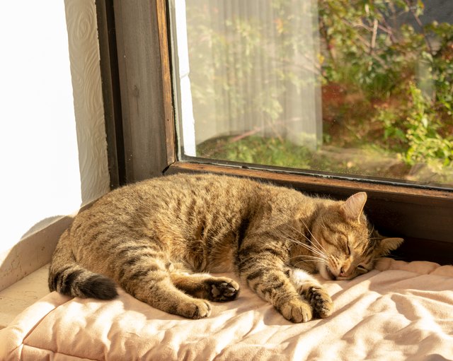 tabby domestic cat is sleeping on the windowsill