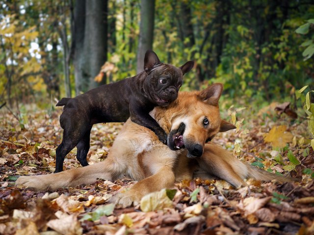 Why Is My Big Dog Afraid Of Small Dogs? | Cuteness