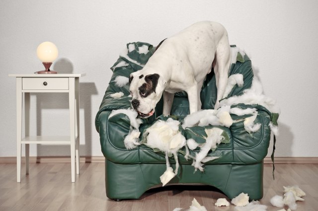 Boxer dog destroys leather chair