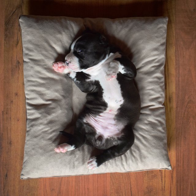 Puppy on the Pillow