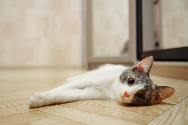 The sleepy kitten lies on wooden to a floor