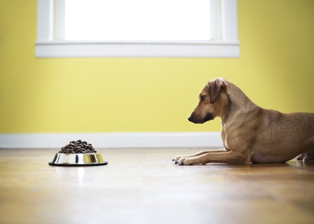 Side view of dog looking at food while sitting on floor