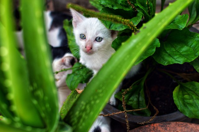kitten in the garden
