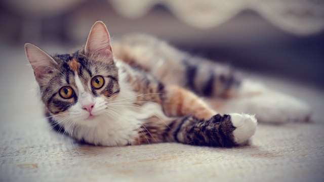 cat-sneezing-and-watery-eyes-causes-and-treatments