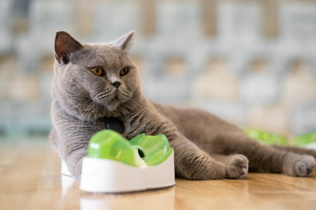 cat lying on table