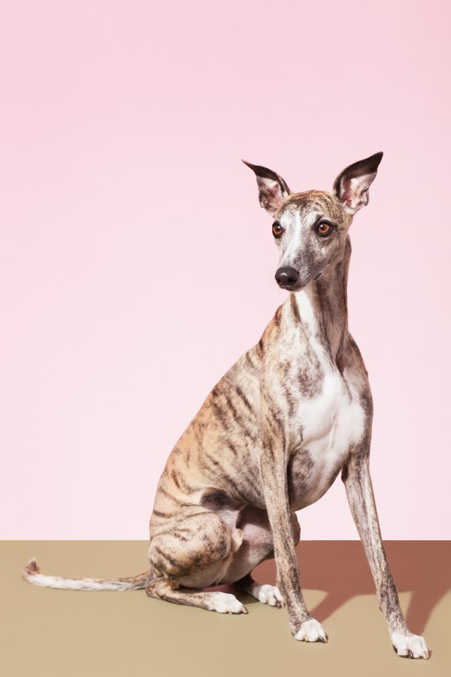 Portrait of Whippet Dog