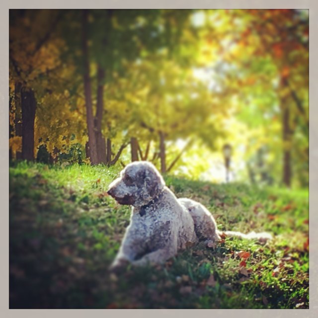 poodle
