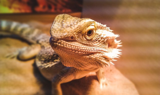 Bearded Dragons