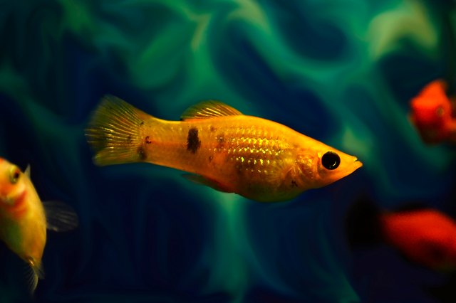 Pregnant best sale tropical fish