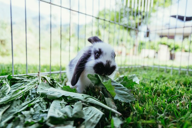 Cute little bunny is eating salad, outdoor compound, green grass