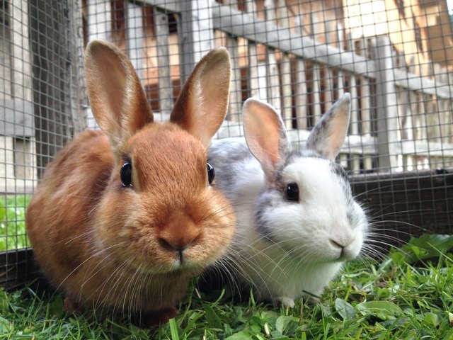 How Rabbits Reproduce Cuteness