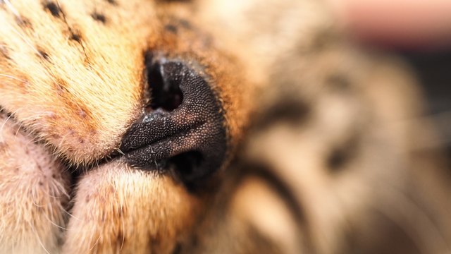 Animal background