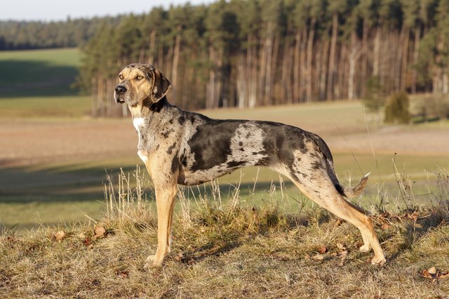 Tan catahoula sales