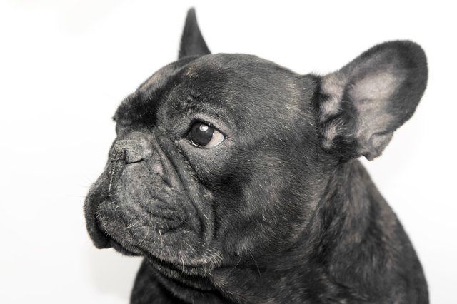 Portrait of black french bulldog with white background