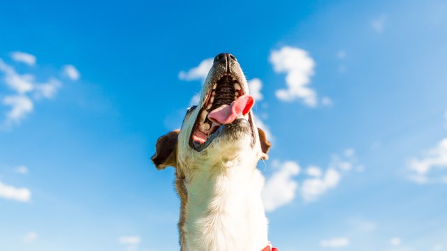 dog muzzle close up portrait.
