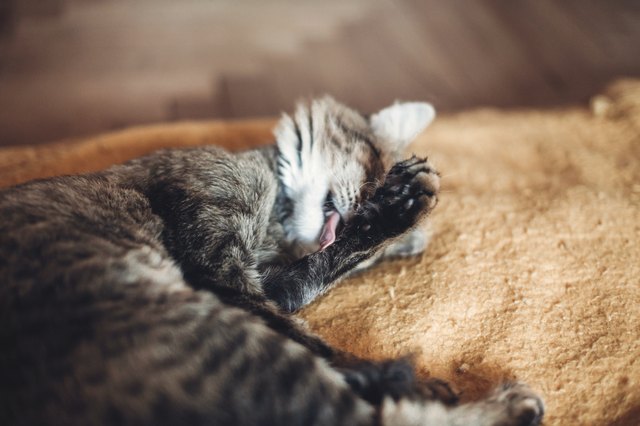 beautiful cat licking his paw on stylish yellow blanket with funny emotions in rustic room. cute tabby grooming and washing itself, cleaning fur. space for text