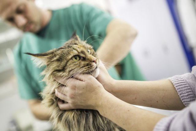 Cat being held while examined by a pet veterinarian