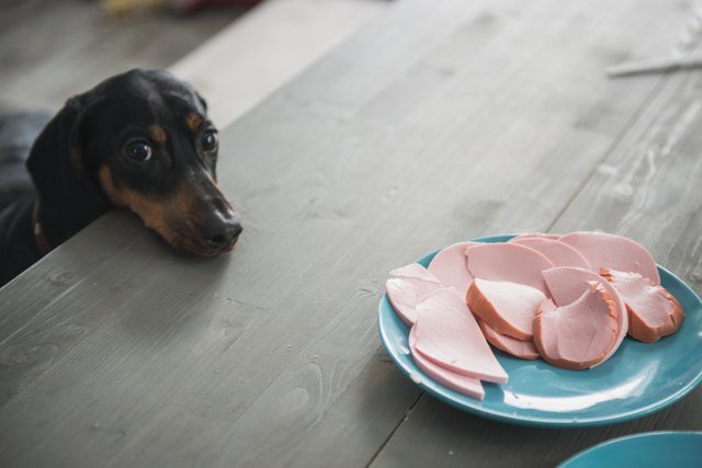 puppy Dachshund wants sausage