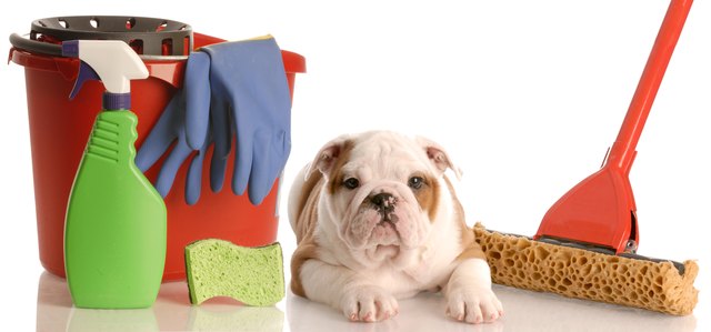 house training a puppy