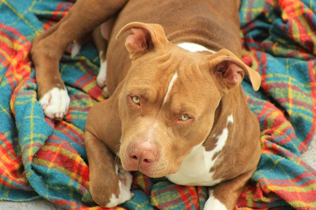 Pitbull looking skeptical on blanket