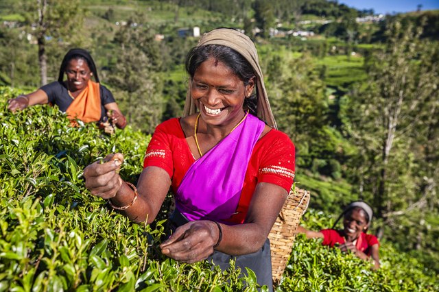 Tamil women plucking tea leaves on plantation, Ceylon