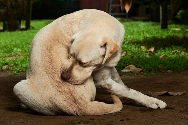 Home remedies for dog hot sale hairballs