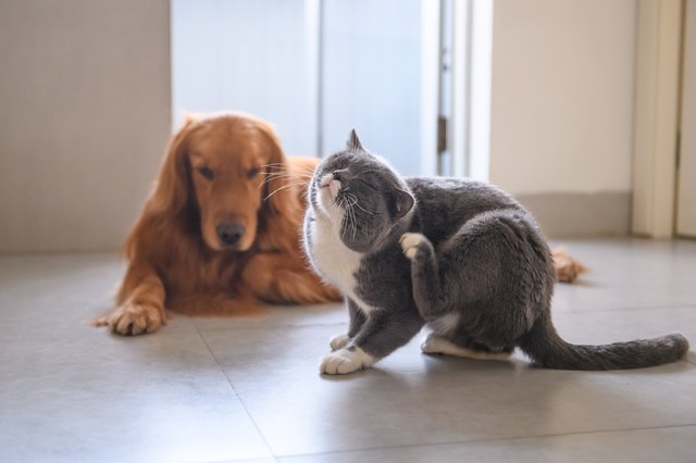 Golden retriever and British short hair cat