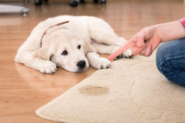 Hydrogen peroxide shop pet urine