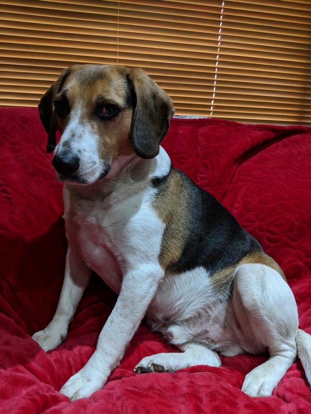 dog