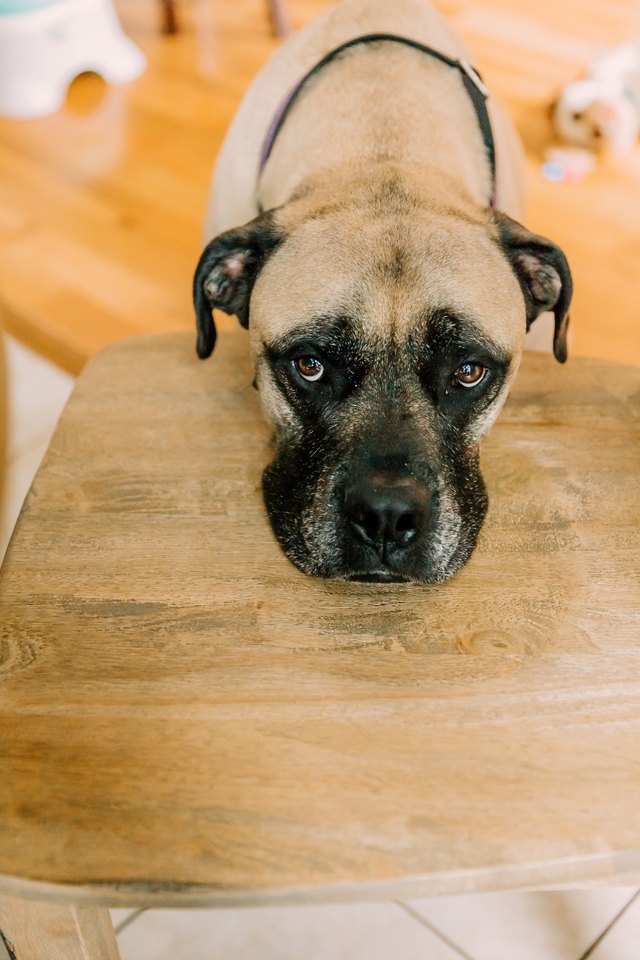 dog