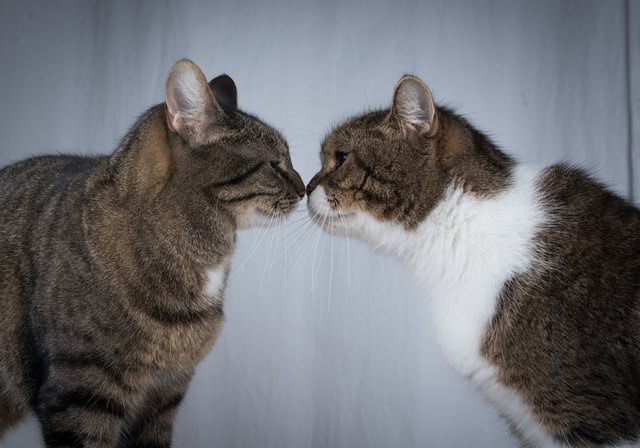 two cats kissing