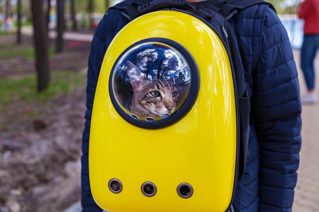 backpack for carrying a cat