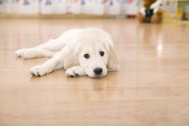 How to Remove Dog Urine Smell From Hardwood Floors | Cuteness