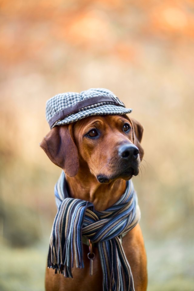 Rhodesian Ridgeback autumn portrait