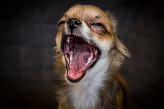 Chihuahua puppy
