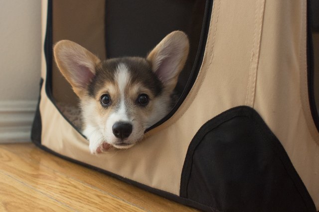 Pembroke Welsh Corgi Puppy in Crate