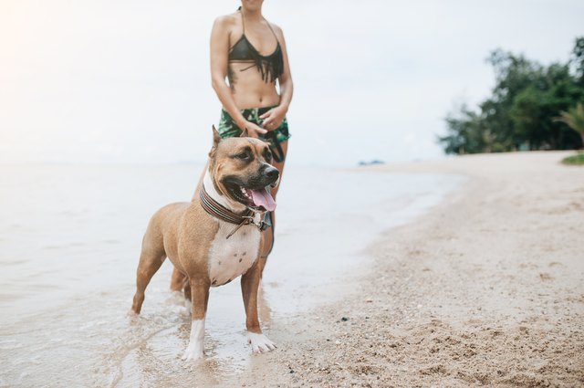 Cheerful young woman walking with her dog on the beach