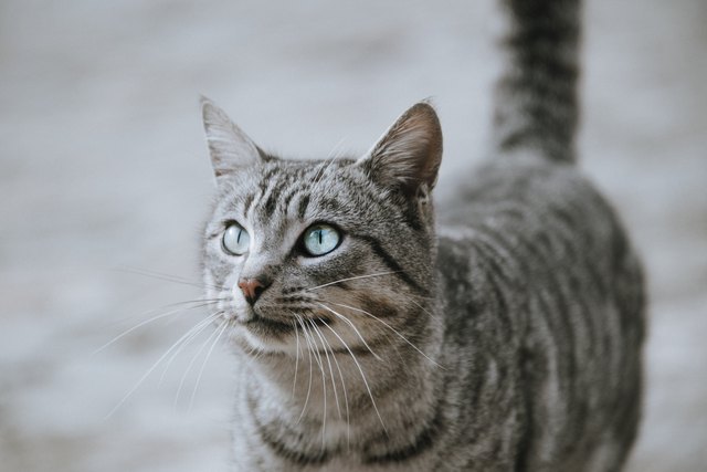 Cat looking up