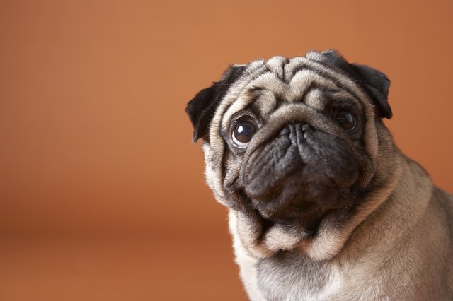 Dog, close-up