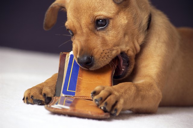 Misbehaving puppy chewing on wallet