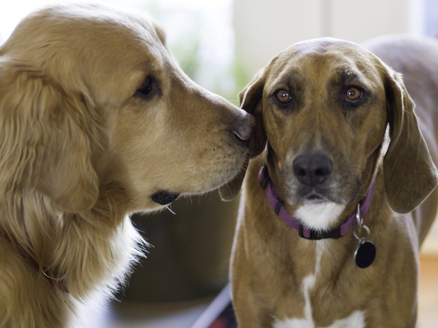 Two dogs - Startling News