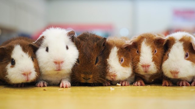 Close-Up Of Guinea Pigs