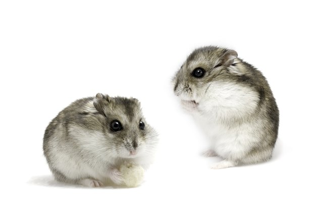 Why Dwarf Hamsters Squeak | Cuteness