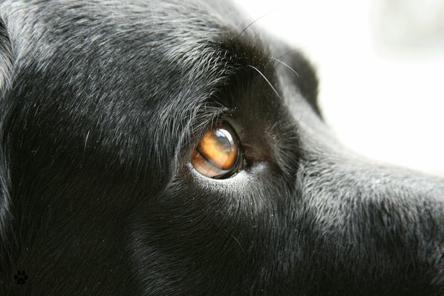 Close-Up Of Dog Looking Away