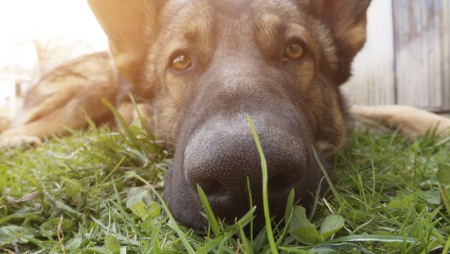 Dog's face