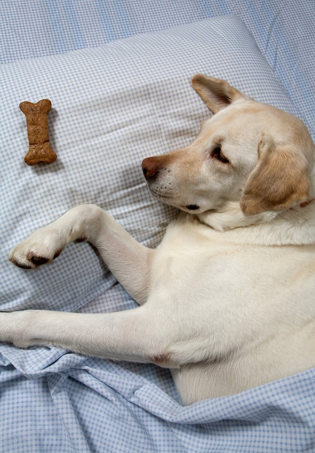 Yellow Labrador lying on bed with cookie on pillow, elevated view