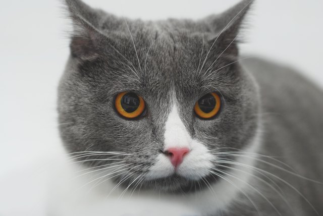 Gray Cat Pet with Yellow Yes Sitting on Knitted Blanket. Selective focus. Copy Space.
